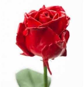 ΤΡΙΑΝΤΑΦΥΛΛΑ ΚΕΡΩΜΕΝΑ 50 εκ ROSEN  GEWAXT 50cm 